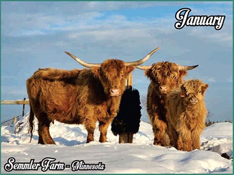 Heartland Highland Cattle Association 2024 Hhca Calendar
