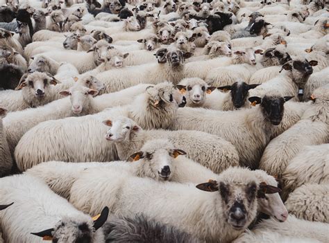 The Strength Of Sheep Herd Mentality Might Be Good After All By