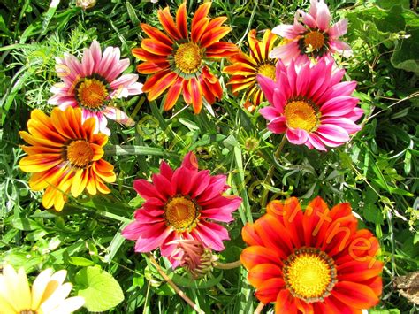 Die gazanien (gazania), auch mittagsgold, mittagsgoldblumen und sonnentaler genannt, sind eine pflanzengattung in der unterfamilie der cichorioideae innerhalb der familie der korbblütler. Gazanien farbenfrohe Prachtmischung Sommerblumen 30 Samen ...