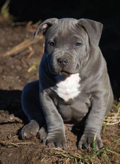 Blue Pitbull Puppies Razor Edge Cute Puppies Blue Nose Pitbull