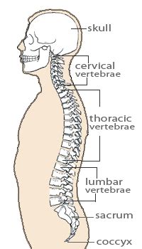 The bones of the back, together, make up the vertebral column. Kids' Health - Topics - Your bones