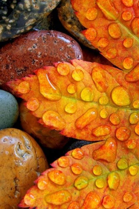 Drops Ans Pebbles Autumn Photography Autumn Leaves Macro Photography