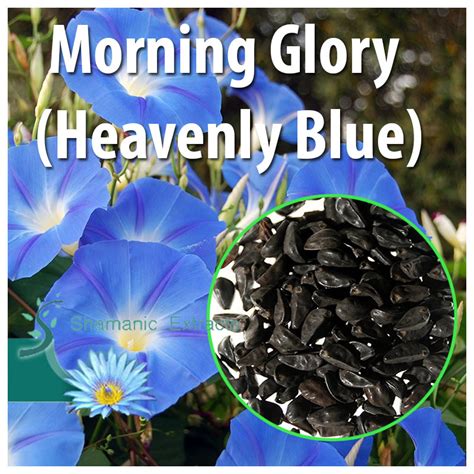 Morning glory produces new flowers daily and blooms continuously from early summer to early fall. Morning Glory (Heavenly Blue)