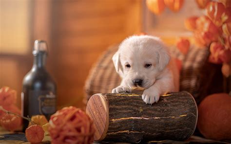 Puppy Halloween Wallpapers Wallpaper Cave