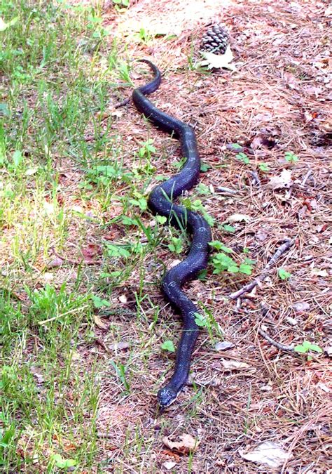 Black Rat Snake Jonesboro Ga Rat Snake Reptiles And Amphibians