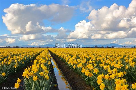 Skagit Valley Daffodils Mount Vernon Washington By Barb White