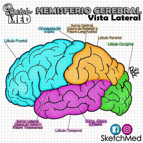 Hemisferio Cerebral Vista Lateral pt 4 Paola Ríos Dr Vago Stektchmed