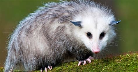 Opossum The Biggest Animals Kingdom
