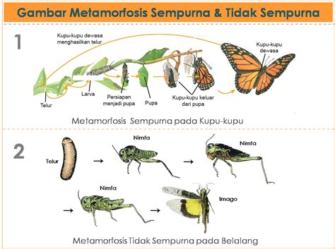 Selain itu, perkembangan embrio pada manusia juga mempunyai tiga tahapan, didantaranya yaitu : Tahapan Perkembangan Embrio Pada Manusia Secara Berurutan ...