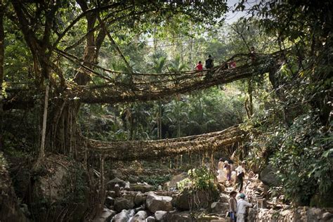 Meghalaya Cherrapunji Living Root Bridges Complete Guide