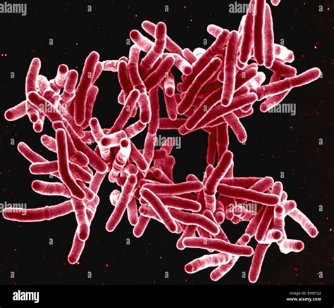 Mycobacterium Tuberculosis Bacteria These Gram Positive Rod Shaped