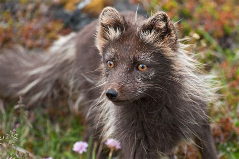 Arctic Fox Alopex Lagopus Arctic Fox In Iceland Flickr