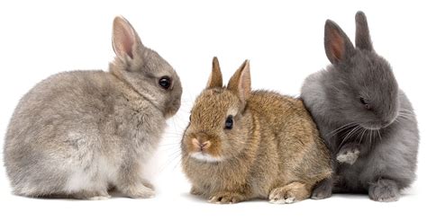 Netherland Dwarf Rabbit A Complete Guide To A Tiny Breed
