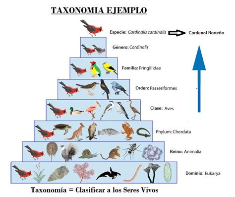 Taxonomia Clasificacion De Los Seres Vivos Taxonomy Biology Animal