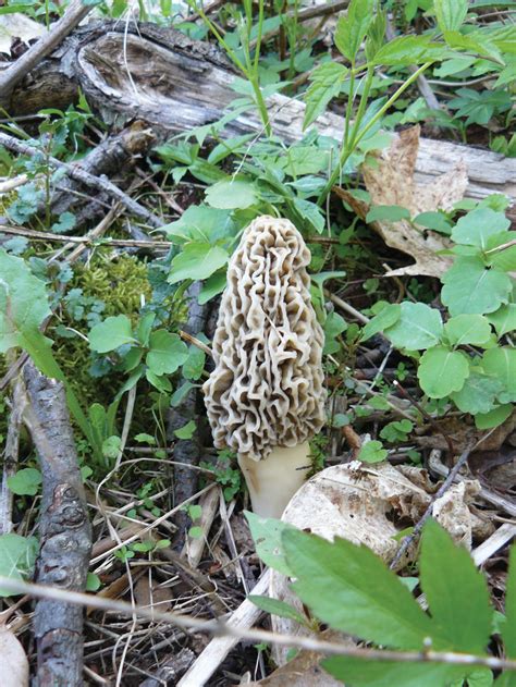 Morel Mushroom Range All Mushroom Info