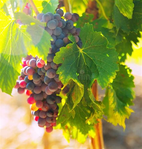Bunch Of Grapes At Vineyards Plant Stock Image Image Of Plant