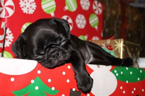 Black Christmas Wallpaper Dog Pets Lovers
