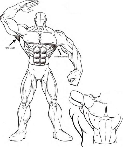 Drawing Muscles Drawing Comics Joshua Nava Arts In 2021 How To