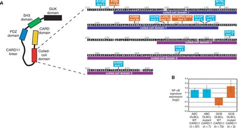 Oncogenic Card11 Mutations In Human Diffuse Large B Cell Lymphoma Science