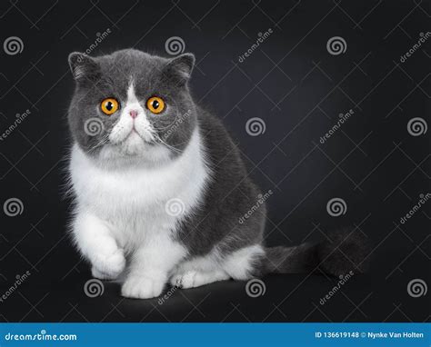 Blue With White Cute Exotic Shorthair Cat Kitten Isolated On Black