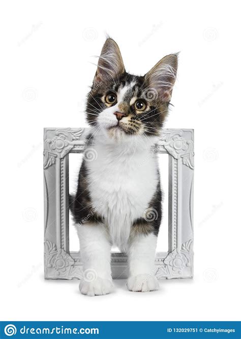 It means that your cat feels. Cute Black Tabby With White Maine Coon Cat Kitten, Tail ...