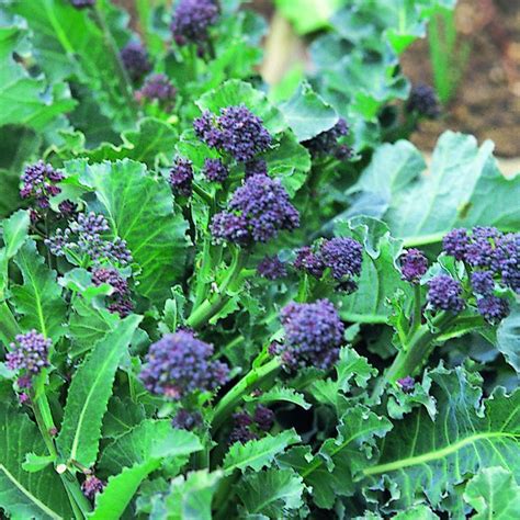Broccoli Purple Early Purple Sprouting Seeds £195 From Chiltern