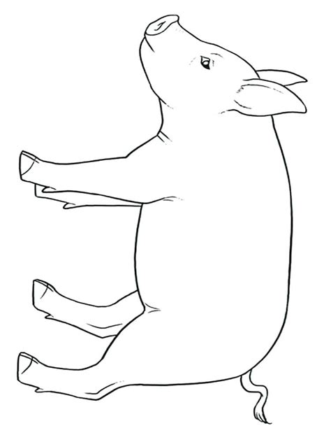 Cute Baby Pig Coloring Coloring Pages