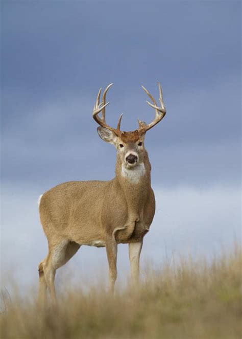 How Long Do Deer Live And What Impacts Deer Lifespan