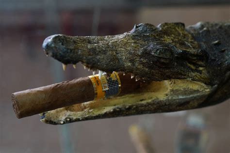 Cuban Scientists Race To Save The Worlds Rarest Crocodile Photos