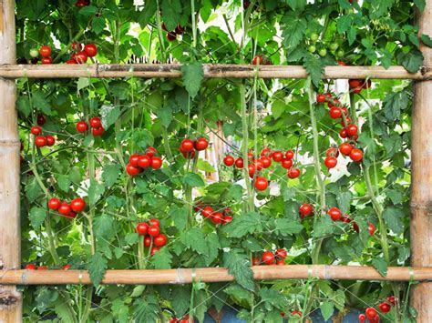 How To Grow Tomatoes In Your Backyard A Beginners Guide Motivation