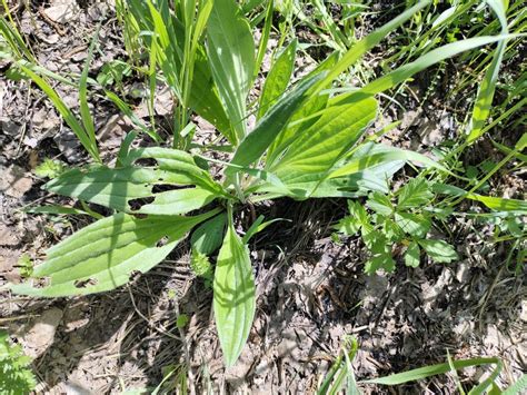 Chinese Plantain From Новосибирская обл Россия 633230 On June 04