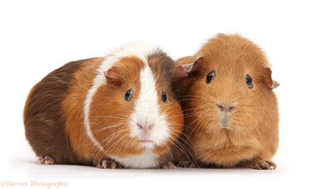 Two Guinea Pigs Photo Wp35269