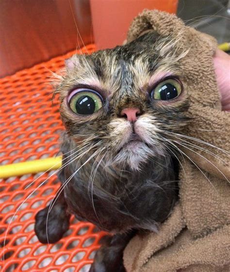 20 Best Dear Kitten Images On Pinterest Funny
