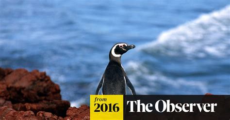 The Penguin Lessons By Tom Michell Review Heartwarmingly Eccentric Biography Books The