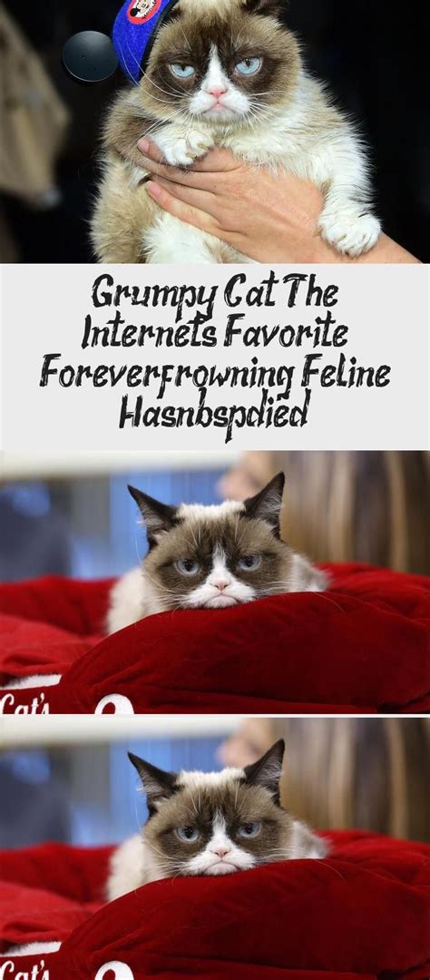 Grumpy Cat The Internets Favorite Forever Frowning