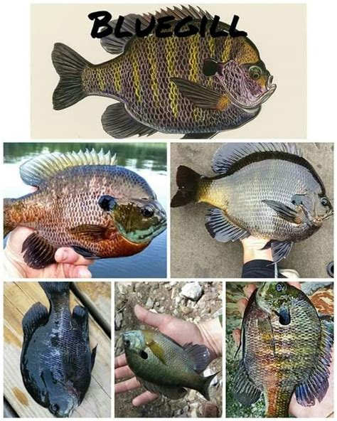 Pin By Thomasholtz On Freshwater Game Fish Fish Pet Fish Pets