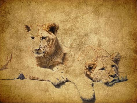 Lion Cubs Photograph By Steve Mckinzie Fine Art America