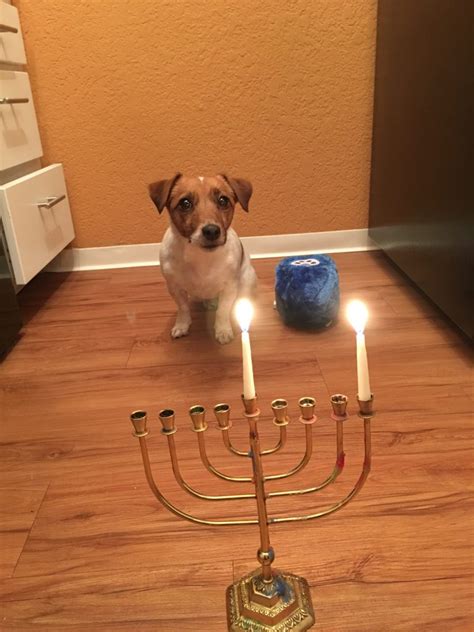 Happy Holidays from Our Staff | Healthy Paws Pet Insurance