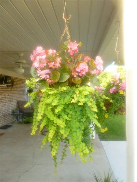 One Of My Hanging Baskets Begonia And Creeping Jenny Creeping Jenny