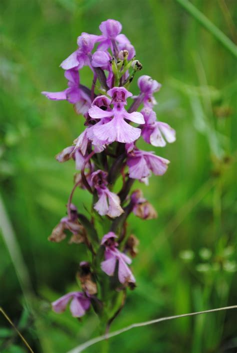 You will find it in low meadows and along the edges of ponds and wetlands. West Virginia Native Wildflowers-The Big Year, 2013 ...
