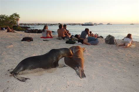 Sea Lions Under The Microscope In Galápagos Heres To Your Health