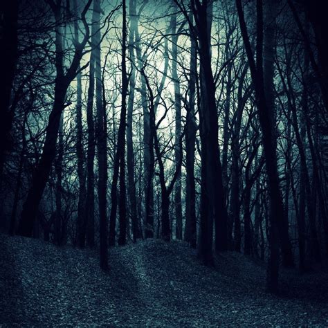 Dark Woods By Hazelbean On Deviantart