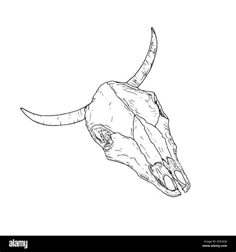 Cow Skull Vector Illustration Isolated Object On A White Background