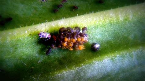 Ladybugs Hatching Rare View Of Newly Hatching Coccinellidae Larva