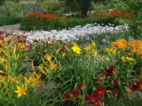 It has spiky blooms that can grow up to 4 feet in height. Perennials That Need Divided Every Few Years | HGTV
