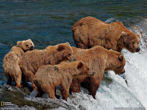 1031171 Animals Wildlife Bears Grizzly Bear Brown Bear Bear