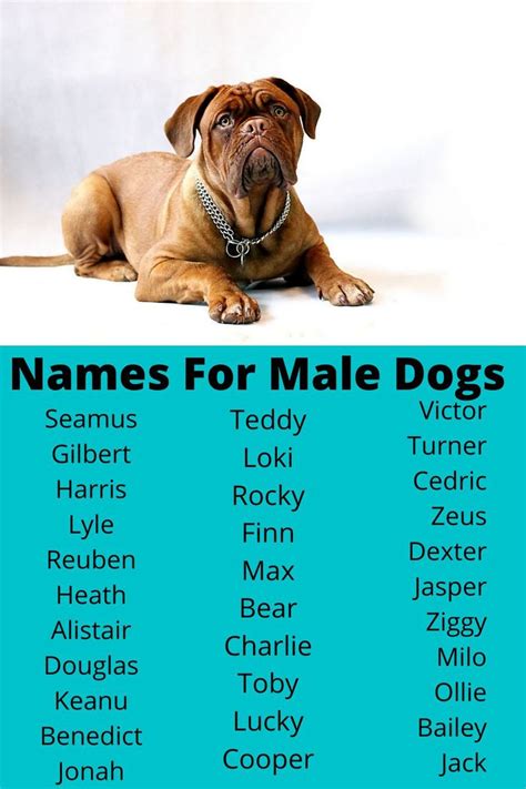 Dog Names For Males - 50 + Unique And Popular Names in 2020 | Dog names