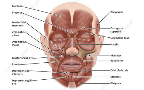 Face Muscle Anatomy Illustration Stock Image C046