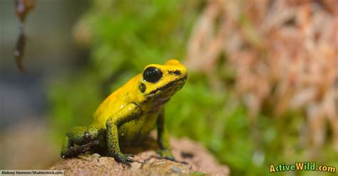 Golden Poison Frog Facts For Kids And Adults Pictures