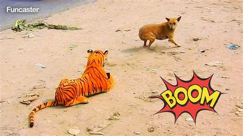 Fake Tiger Prank On Dogs With Hilarious Results Part 73 Youtube